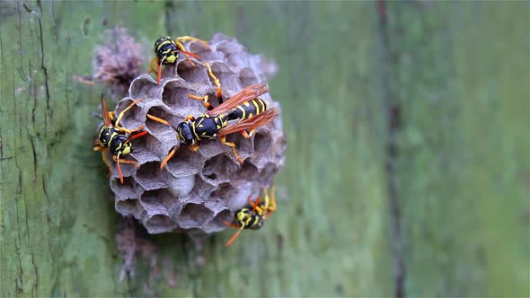 The wasp family sees on its paper nest where larvae are grown and fed. Biting insects, wildlife