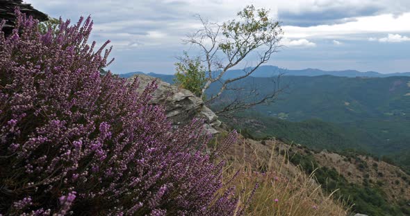 the Castelviel crest, The Cevennes National park, Lozere department, France. alt