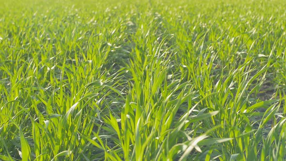 Field of green wheat rows. Close up in sunny weather. Static.