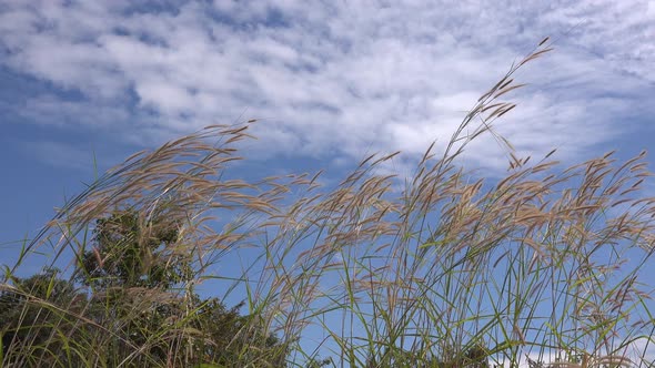 Wild flower plants dancing in a breeze.