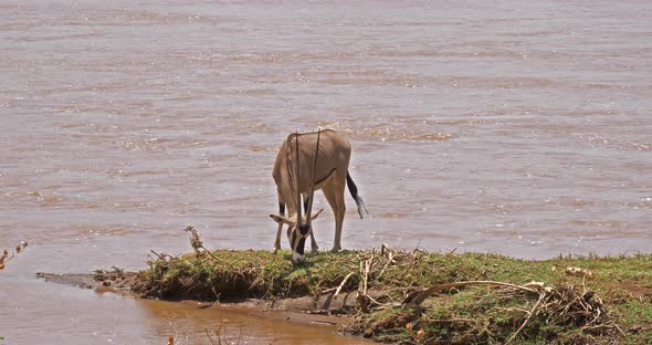 Beisa Oryx, oryx beisa, Adult eating Grass, Samburu Park in Kenya, real Time 4K alt