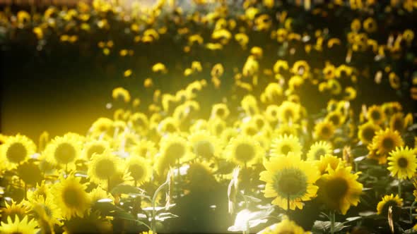 Sunflowers Blooming in Late Summer alt