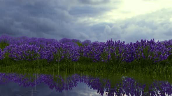 Lavender Field With Cloudy And Rain Weather