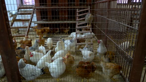 Broiler Chicken Incubator on Animal Farm alt