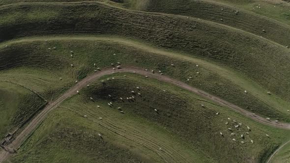 Aerial tracking towards and over the western gate ramparts at Maiden castle. Sheep are scattered amo alt