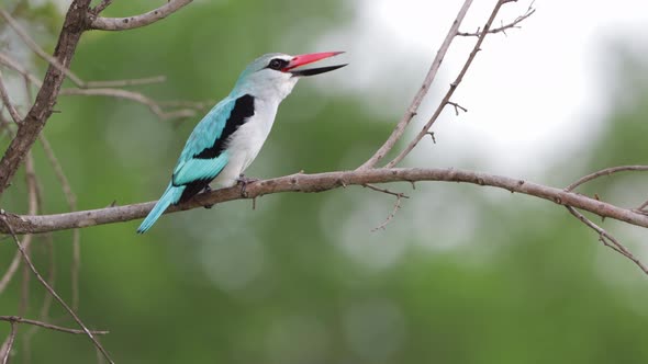 Woodland Kingfisher with stunning teal feathers calls out from perch alt