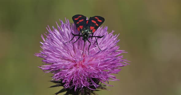 Zygaena lavandulae on a Thistle. Souther france, Occitanie. alt