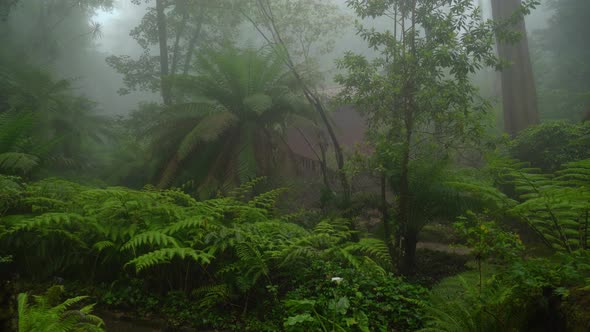Ferns Growing in Pena Park Covered with Mysterious Eerie Fog alt