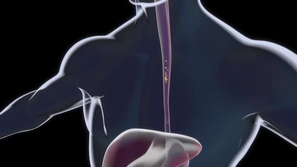 passenger in the food digestive system alt