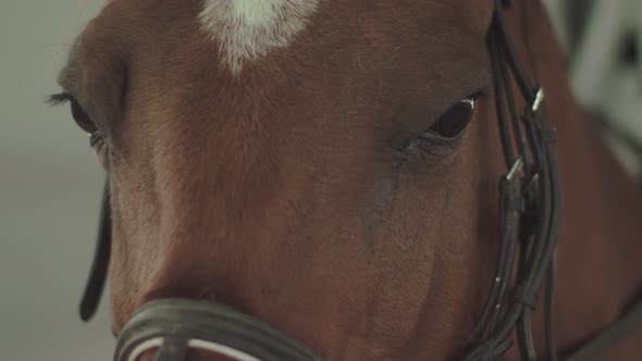 Horse breathes close-up