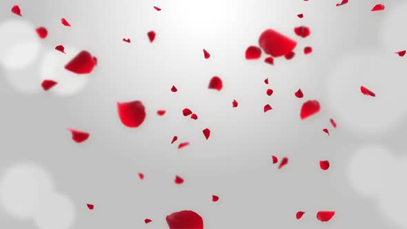 Luxury Romantic  Fresh Rose petals falling in the air on Green Screen. alt