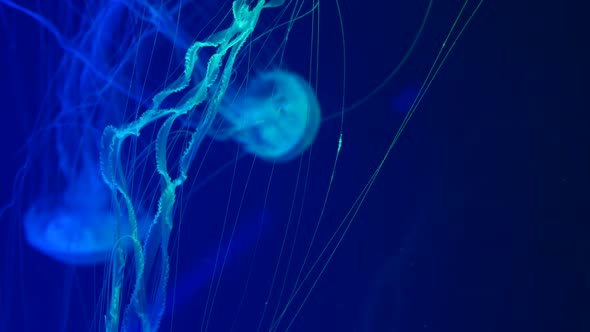 Shiny Vibrant Fluorescent Jellyfish Glow Underwater, Dark Neon Dynamic Pulsating Ultraviolet Blurred alt