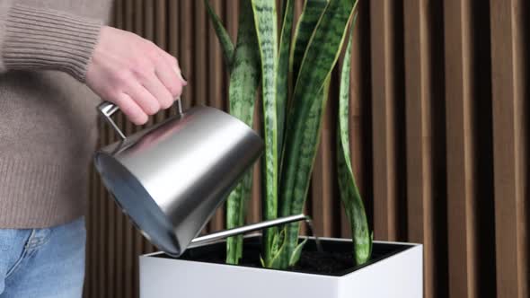 Girl Watering a Houseplant in White Pot with Water. Wooden Wall on Background.