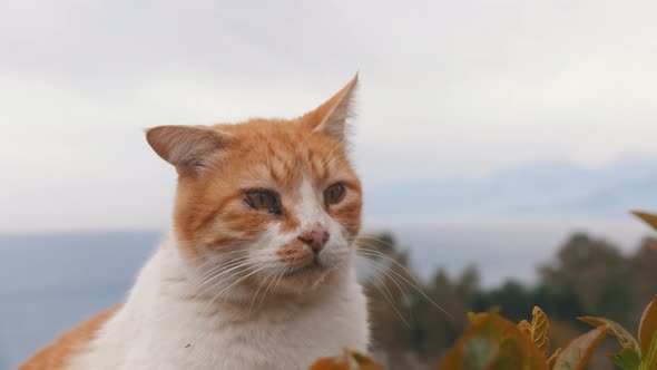 Orange Street Cat with Sore Eyes alt