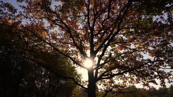 Tree with Large Branches in Background Light