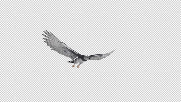 Harpy Eagle - Flying Loop - Side Angle