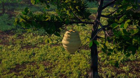 Beehive on the tree. Bee workers gathering pollen and making golden honey. alt