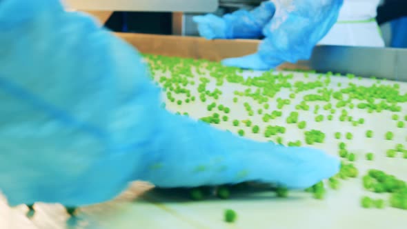 Factory Specialists are Sorting Processed Peas on the Conveyor alt