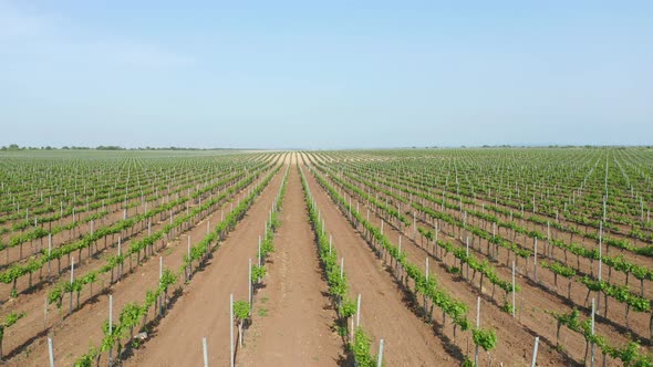 Green Vineyard Meadow