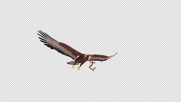 Golden Eagle With Snake - Flying Loop - Side Angle