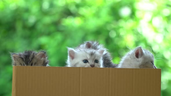 Four Persian Kittens Playing In A Box alt