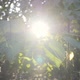 Sunny Forest - VideoHive Item for Sale