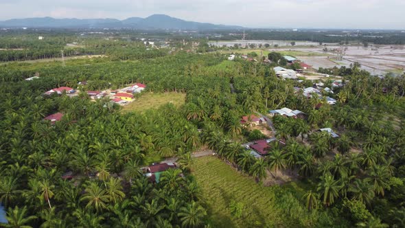 Aerial view Malays kampung with oil palm tree alt