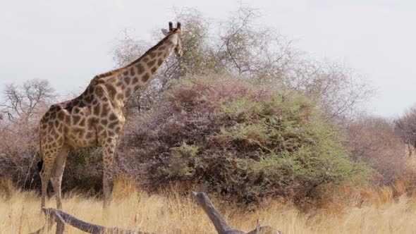 Giraffe grazing on tree, Namibia, Africa wildlife alt