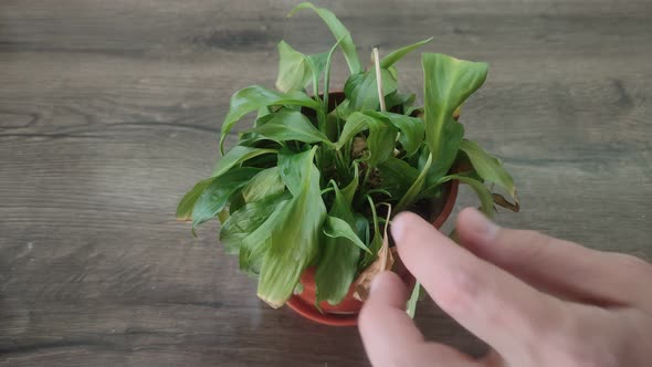 The gardener takes care of a home flower cuts with scissors dried leaves on a plant in a pot alt