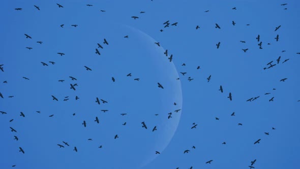 Crows patterns. A flock of ravens high in the sky.