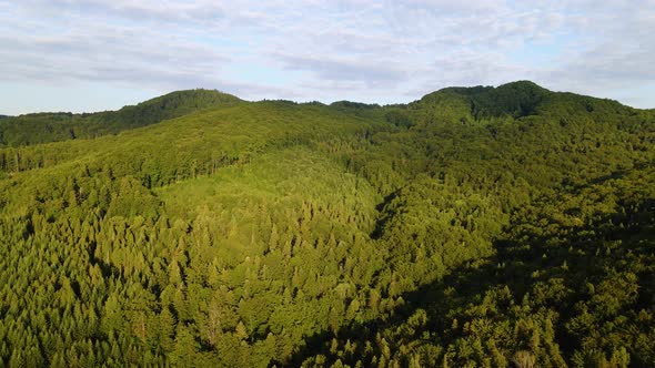 Aerial view over sunlit forest and hills, in the Carpathian Mountains, sunny evening, in Ukraine - d alt