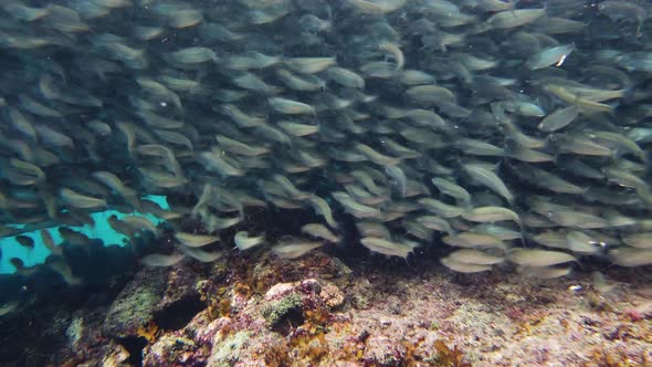 Shoal of Sardines in the Sea alt
