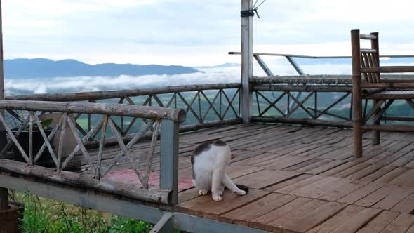 A black and white hair kitten sitting on wooden house