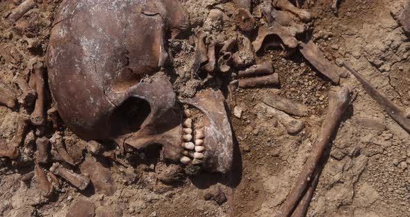 Skulls and Bones of People in the Ground Work of the Search Team at the Site of a Mass Shooting of alt