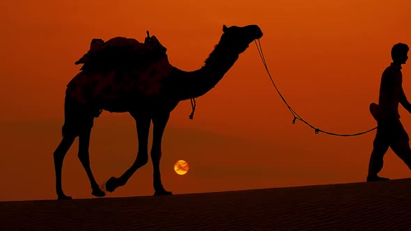 Cameleers, Camel Drivers at Sunset alt