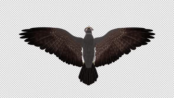 Snake Eagle with Serpent - Flying Loop - Back View