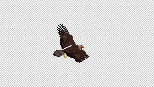 Golden Eagle With Snake - Flying Loop - Back Angle