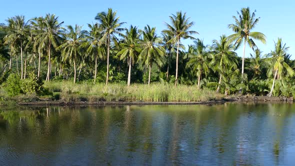 Palmtrees next to a pond in Anda Bohol the Philippines alt