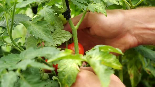 Farmer Is Harvesting Fresh Ripe Tomatoes Leaving Green Ones on the Plant To Ripen. Man's Hand Picks alt