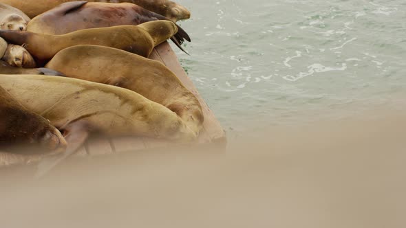 Two lovely and cute friendly sea lions sleeping together in slowmotion on the dock near the water at alt