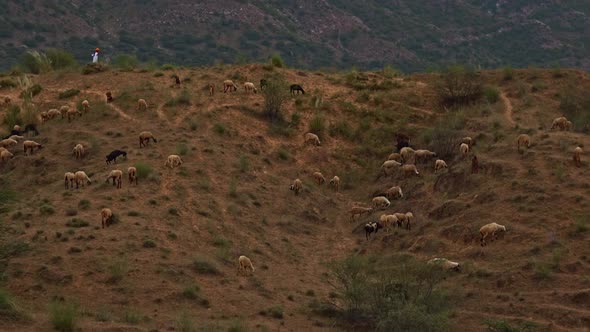 Camera Zooms Out From Man Walking Far Away To Girl Soaking the Vibe in Pushkar , Rajasthan , India alt