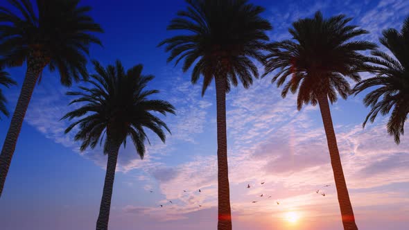 Driving Under Palm Trees In Sunset With Birds