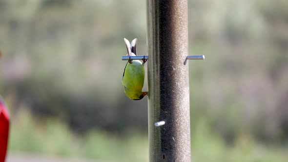 Close up of an American Goldfinch hanging upside down at a thistle feeder alt