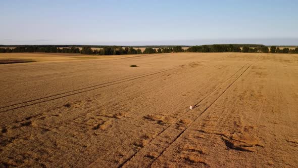 Young girl walking in the field of ripe rye