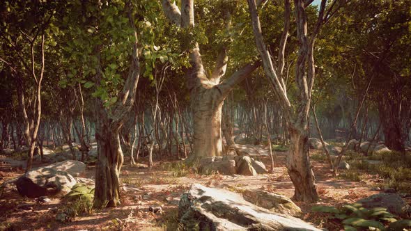 Dark Forest with Fog in Background alt