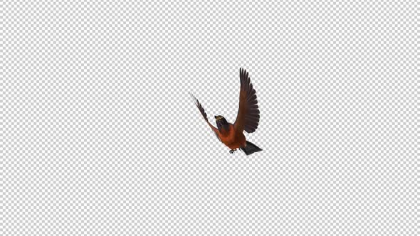 American Robin - Bird Flying Over Screen - IV - Alpha Channel