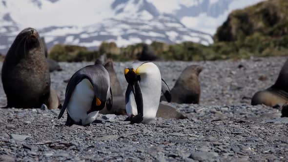 King Penguins On South Georgia Island alt