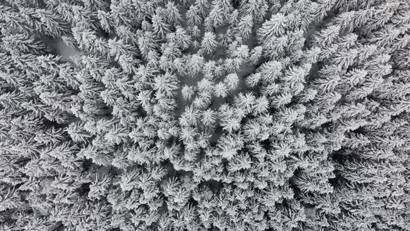 Drone Rising Over Snow Covered Frozen Pine Trees alt