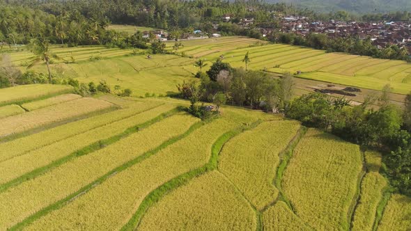 Rice Fields with Agricultural Land in Indonesia alt