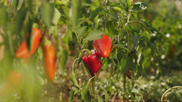 Close-up of Two Ripe Red Bell Peppers Hanging on the Plant alt